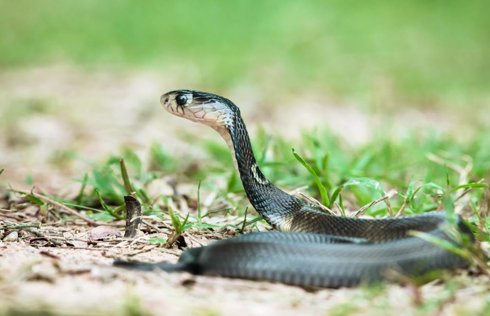 मोनोकल्ड कोबरा (Monocled Cobra) 