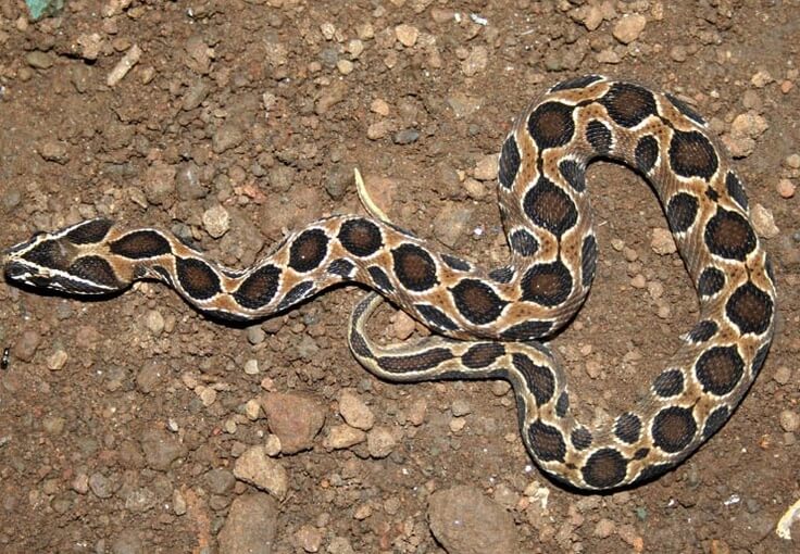 Russell Viper Snake
