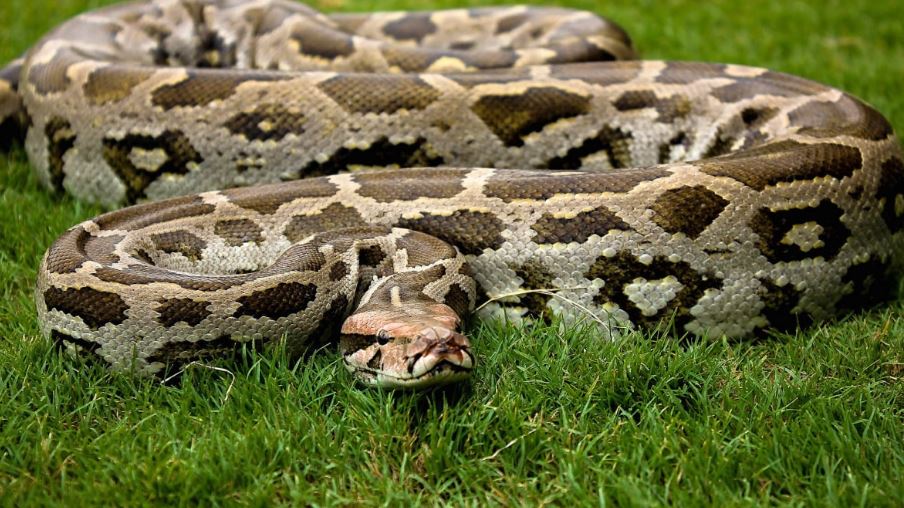 Indian Python