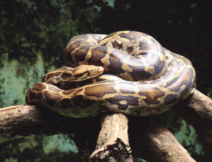 Indian Python