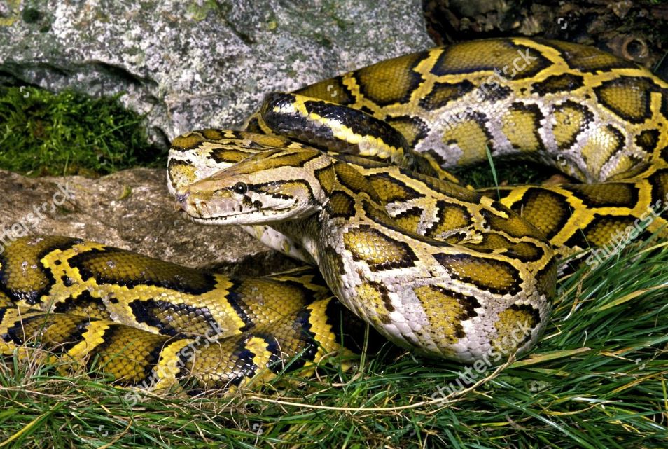 Indian Python