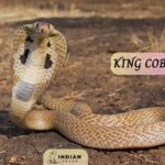 किंग कोबरा (King Cobra)
