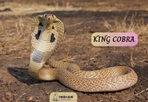 किंग कोबरा (King Cobra)