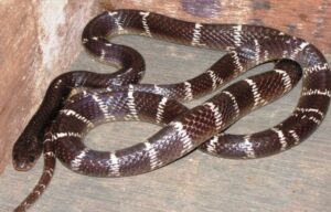 Common Krait (कॉमन करैत)