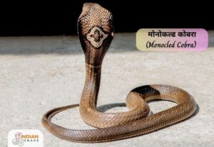 मोनोकल्ड कोबरा (Monocled Cobra)