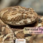 सॉ-स्केल्ड वाइपर (Saw-scaled Viper)