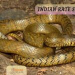 इंडियन रैट स्नेक (Indian Rat Snake)