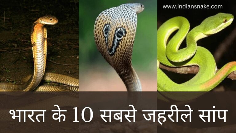 10 Most Venomous Snakes in India