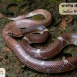 Indian-Wolf-Snake