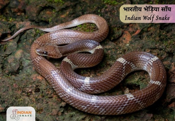 Indian-Wolf-Snake